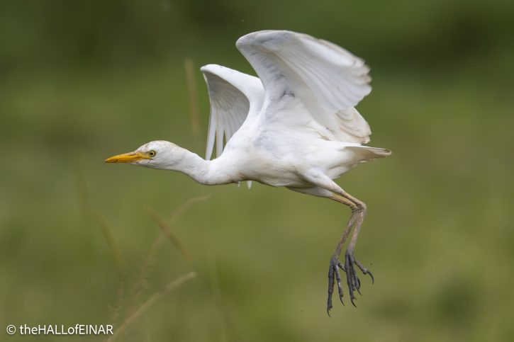 Cattle Egret - The Hall of Einar - photograph © David Bailey (not the)