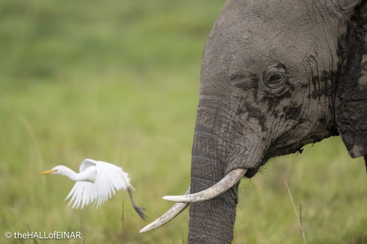Cattle Egret and Elephant - The Hall of Einar - photograph © David Bailey (not the)