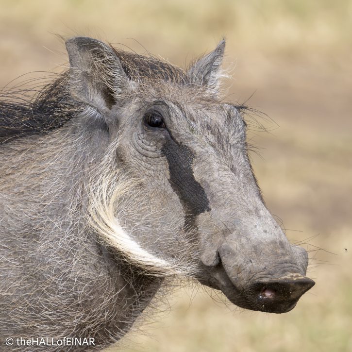 Common Warthog - The Hall of Einar - photograph © David Bailey (not the)