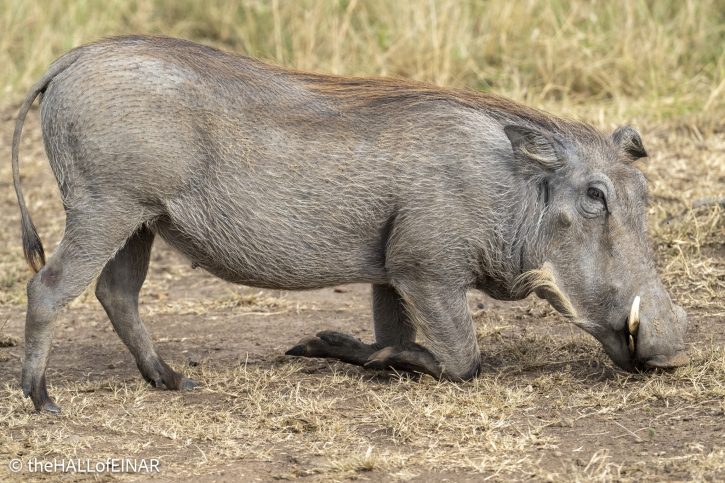Common Warthog - The Hall of Einar - photograph © David Bailey (not the)