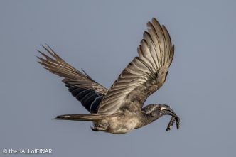 African Grey Hornbill - The Hall of Einar - photograph © David Bailey (not the)