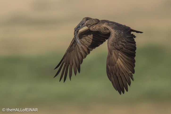 Hamerkop - The Hall of Einar - photograph © David Bailey (not the)