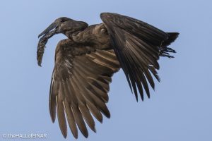 Hamerkop - The Hall of Einar - photograph © David Bailey (not the)