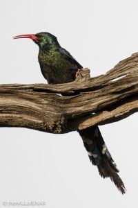 Green Woodhoopoe - The Hall of Einar - photograph © David Bailey (not the)