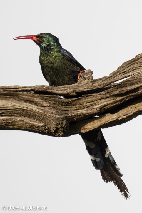 Green Woodhoopoe - The Hall of Einar - photograph © David Bailey (not the)