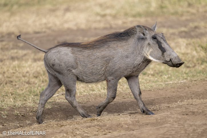Common Warthog - The Hall of Einar - photograph © David Bailey (not the)