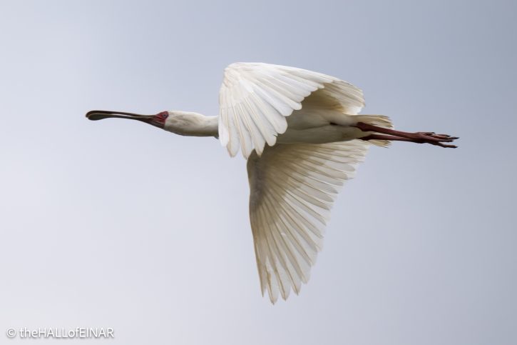 African Spoonbill - The Hall of Einar - photograph © David Bailey (not the)