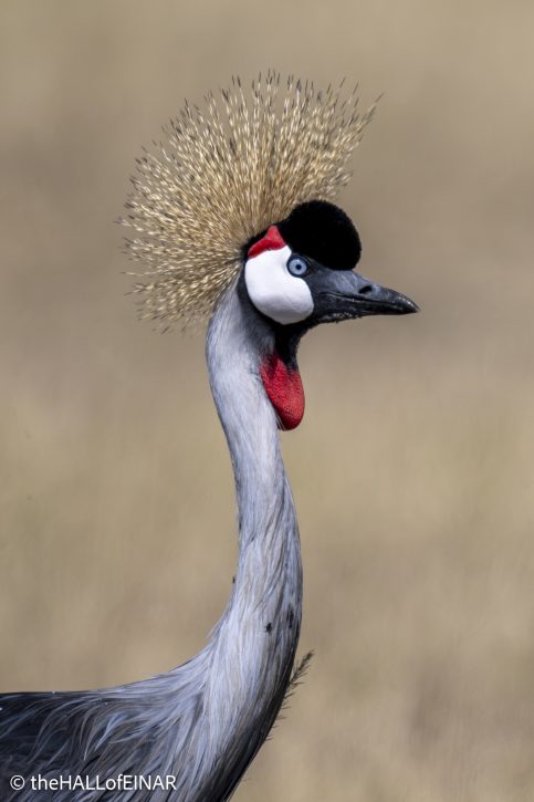 Grey-Crowned Crane - The Hall of Einar - photograph © David Bailey (not the)
