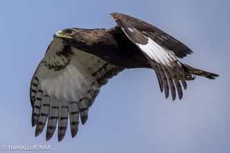 Long-Crested Eagle - The Hall of Einar - photograph © David Bailey (not the)