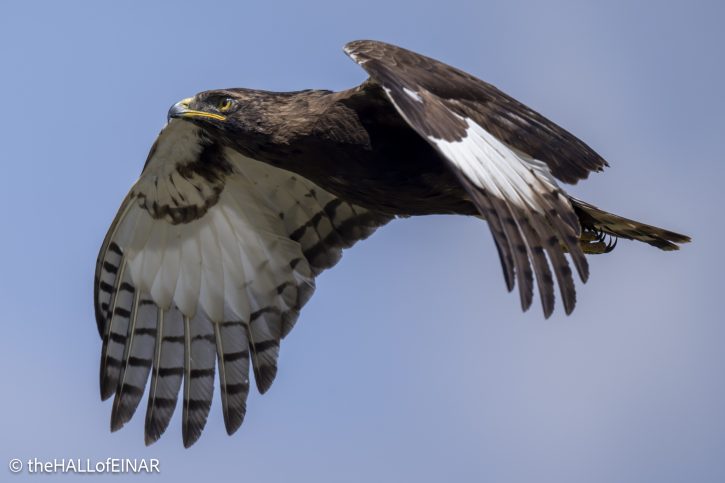 Long-Crested Eagle - The Hall of Einar - photograph © David Bailey (not the)