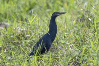 Rufous-Bellied Heron - The Hall of Einar - photograph © David Bailey (not the)