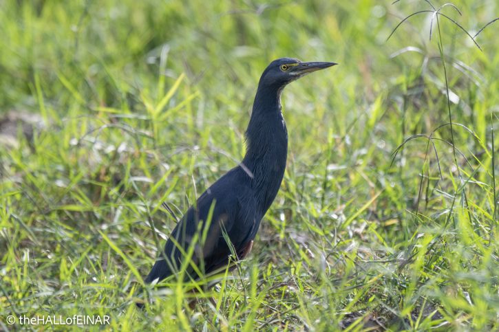 Rufous-Bellied Heron - The Hall of Einar - photograph © David Bailey (not the)