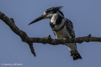 Pied Kingfisher - The Hall of Einar - photograph © David Bailey (not the)