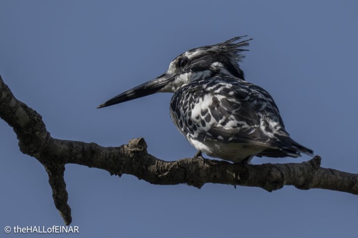 Pied Kingfisher - The Hall of Einar - photograph © David Bailey (not the)