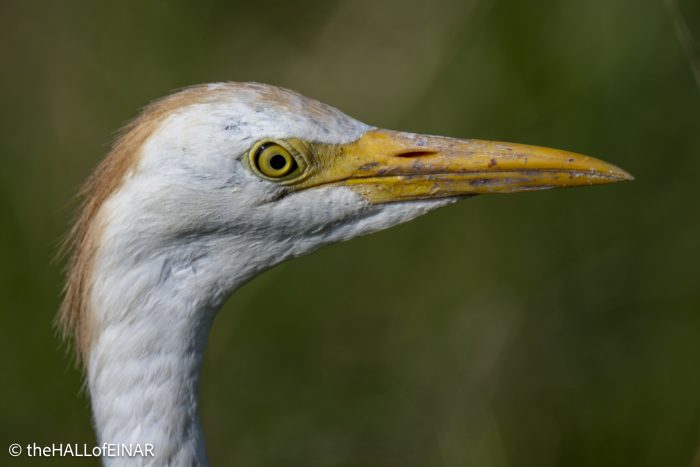 Cattle Egret - The Hall of Einar - photograph © David Bailey (not the)