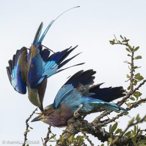 Lilac-Breasted Rollers - The Hall of Einar - photograph © David Bailey (not the)