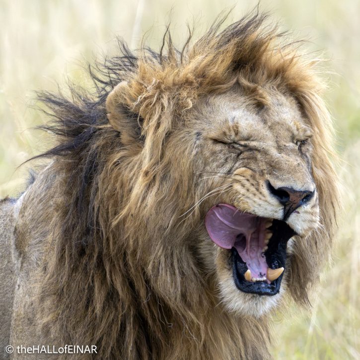 Lion - The Hall of Einar - photograph © David Bailey (not the)