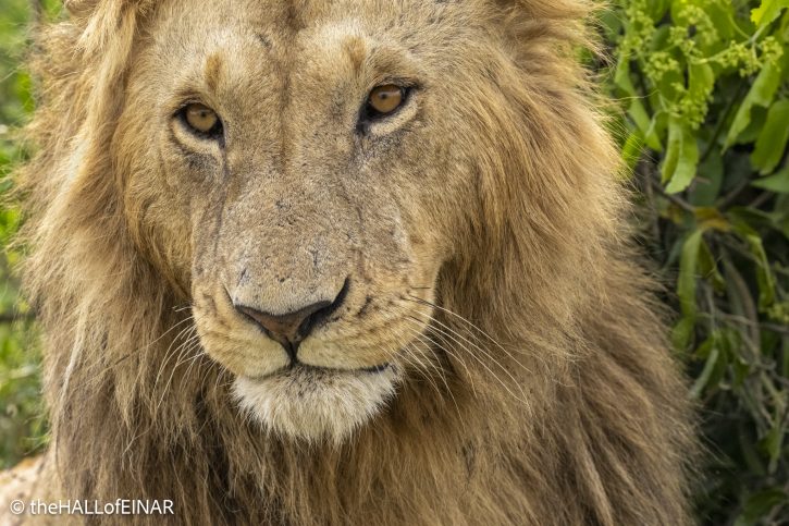 Lion - Kenya Safari - The Hall of Einar- photograph © David Bailey (not the)