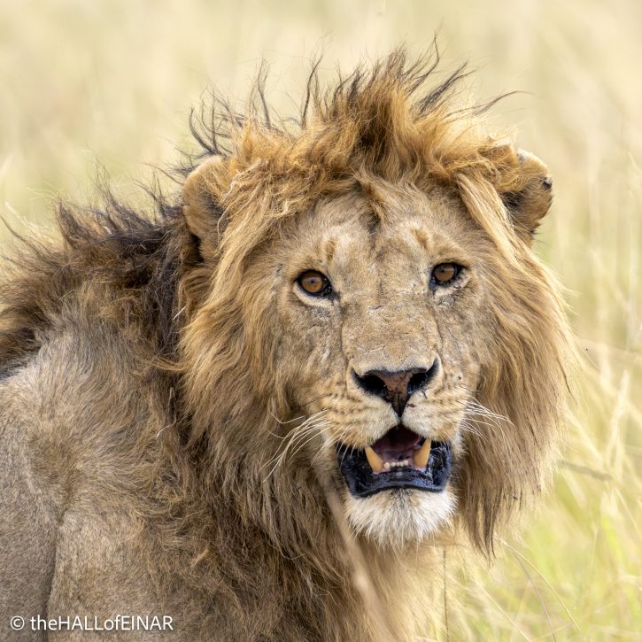 Lion - The Hall of Einar - photograph © David Bailey (not the)
