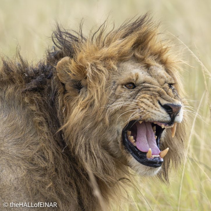 Lion - The Hall of Einar - photograph © David Bailey (not the)