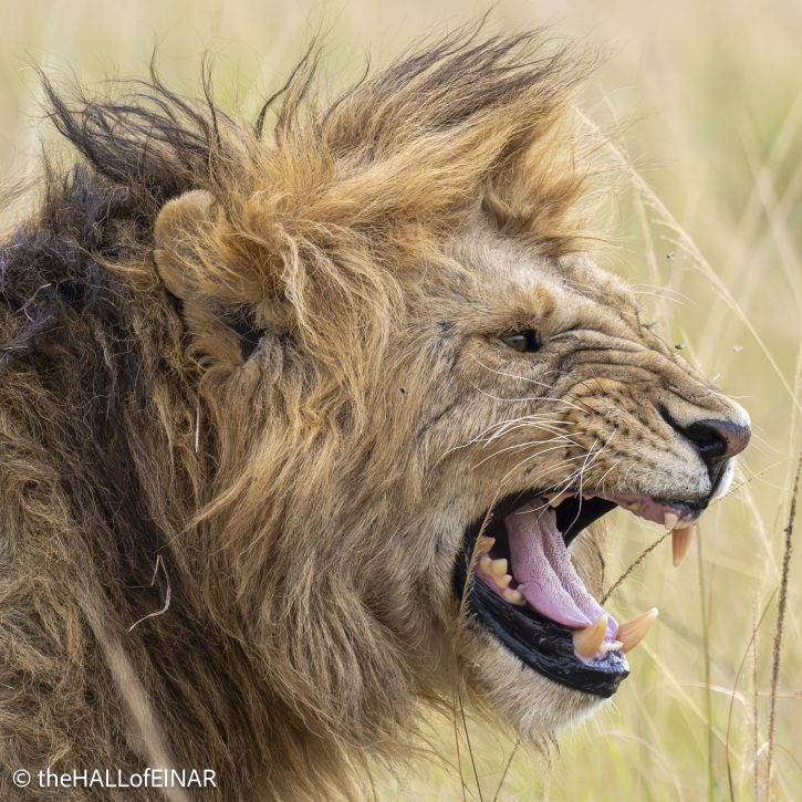 Lion - The Hall of Einar - photograph © David Bailey (not the)
