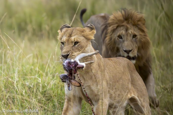 Lioness with prey - The Hall of Einar - photograph © David Bailey (not the)