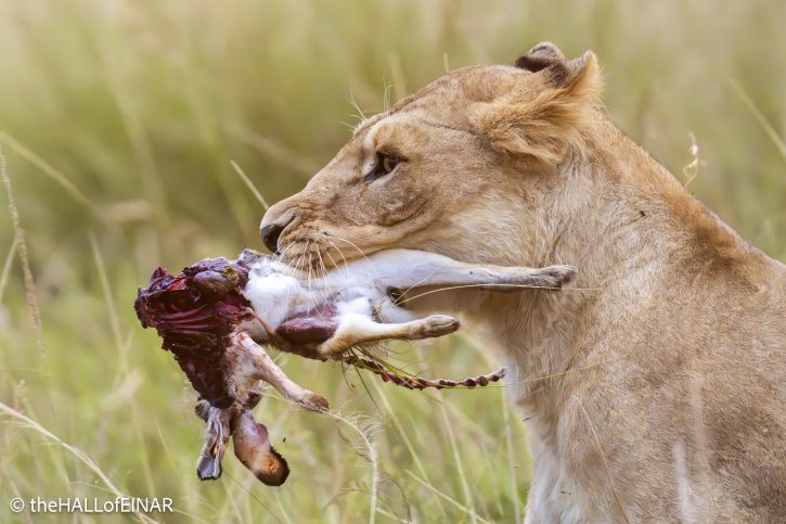Lioness with prey - The Hall of Einar - photograph © David Bailey (not the)
