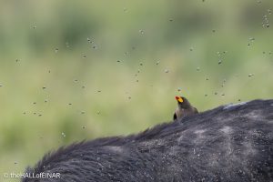 Red-Billed Oxpecker - The Hall of Einar - photograph © David Bailey (not the)