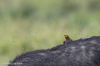 Red-Billed Oxpecker - The Hall of Einar - photograph © David Bailey (not the)