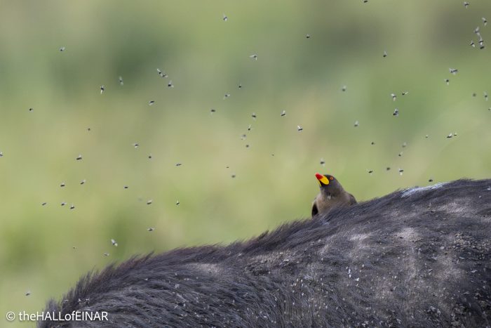 Red-Billed Oxpecker - The Hall of Einar - photograph © David Bailey (not the)