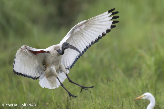 Sacred Ibis - The Hall of Einar - photograph © David Bailey (not the)