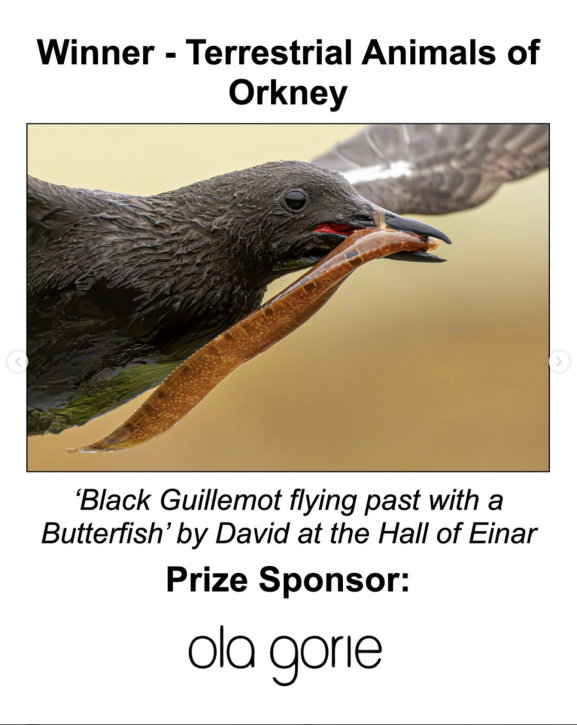 Winner - Terrestrial Animals of Orkney