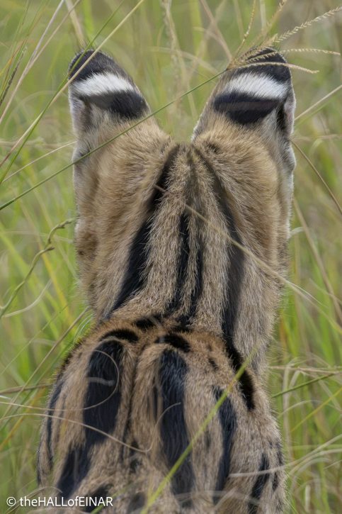 Serval - The Hall of Einar - photograph © David Bailey (not the)