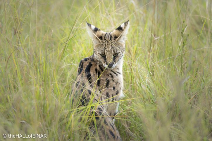 Serval - The Hall of Einar - photograph © David Bailey (not the)
