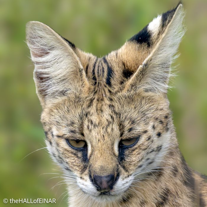 Serval - The Hall of Einar - photograph © David Bailey (not the)
