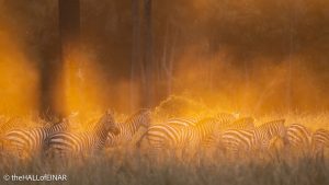 Zebras at sunset - The Hall of Einar - photograph © David Bailey (not the)