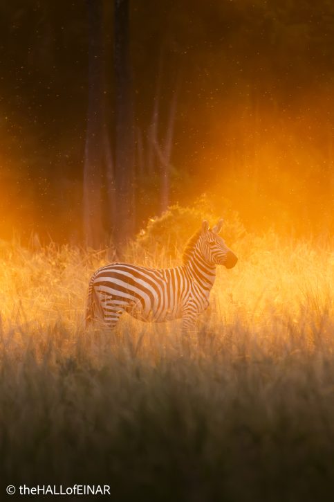 Zebra at sunset - The Hall of Einar - photograph © David Bailey (not the)