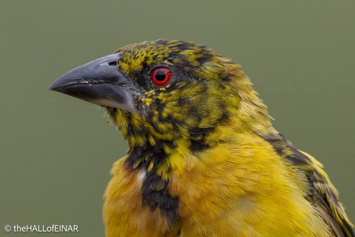 Village Weaver - The Hall of Einar - photograph © David Bailey (not the)