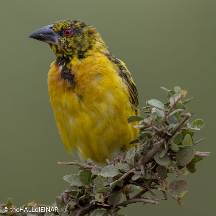 Village Weaver - The Hall of Einar - photograph © David Bailey (not the)