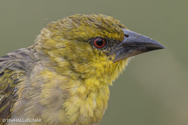 Village Weaver - The Hall of Einar - photograph © David Bailey (not the)