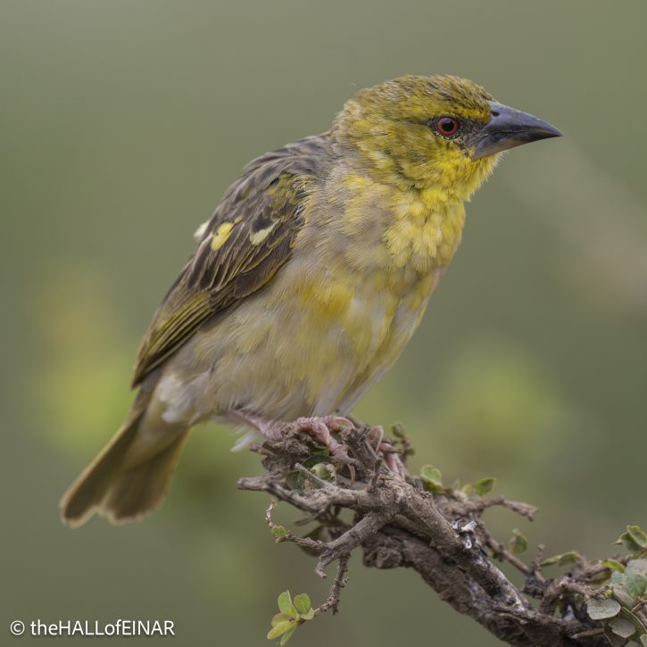 Village Weaver - The Hall of Einar - photograph © David Bailey (not the)