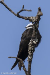 White-Headed Saw-Wing - The Hall of Einar - photograph © David Bailey (not the)