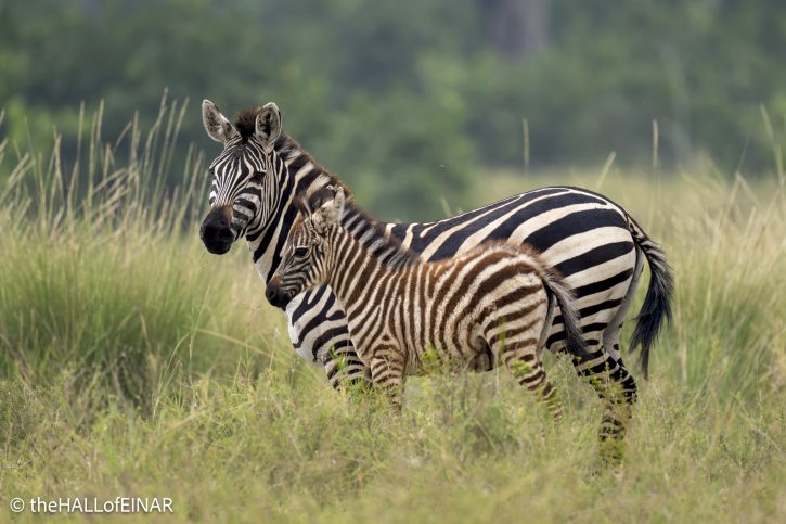 Zebra - The Hall of Einar - photograph © David Bailey (not the)
