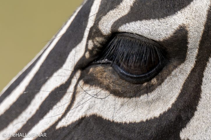 Zebra - The Hall of Einar - photograph © David Bailey (not the)