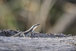 African Striped Skink - The Hall of Einar - photograph © David Bailey (not the)