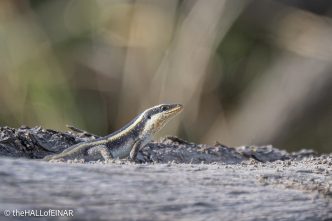 African Striped Skink - The Hall of Einar - photograph © David Bailey (not the)