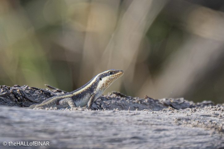 African Striped Skink - The Hall of Einar - photograph © David Bailey (not the)