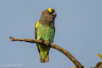 Brown Parrot - The Hall of Einar - photograph © David Bailey (not the)