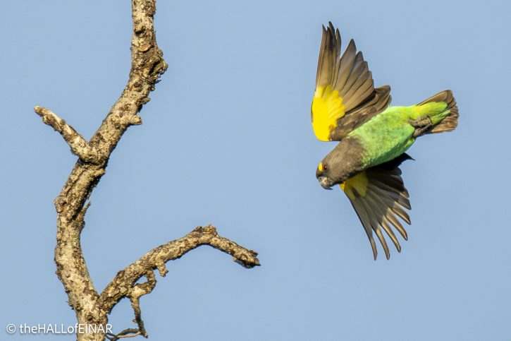 Brown Parrot - The Hall of Einar - photograph © David Bailey (not the)