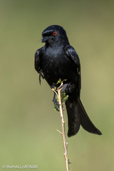 Common Drongo - The Hall of Einar - photograph © David Bailey (not the)